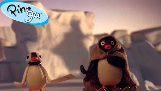 Pingu and the Abominable Snowman 🐧 | Pingu - Official Channel | Cartoons For Kids