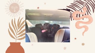 MEET MY CANE CORSO BOXER. FIRST CAR RIDE IN A LONG TIME.