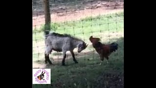 Goat and rooster playing