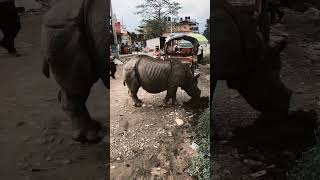 Hinosseronte E Elefante Andam Nas Ruas De Kathmandu