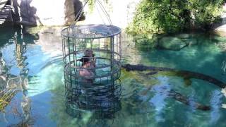 Crocodile Cage Diving with Latitude 31° - Cango Wildlife Ranch, Oudtshoorn, South Africa