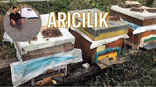 ARICILIĞA NASIL BAŞLANIR  -  ARICILIK BELGESELİ - 3 ARICIDAN DETAYLI ANLATIM