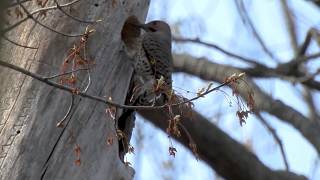 Northern Flicker