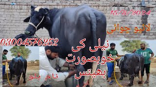 Neli ki khubsurat buffalo for sale contact number 03004576252 Okara Animal TV 15/8/2024