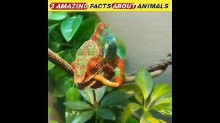 top 3 amazing facts about animals in hindi #factsinhindi #youtubeshorts #facts #factshorts #facts