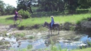 Donkey water crossing (Stash and Gisele)