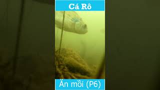 Cá rô ăn mồi P6