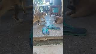 cute Philippine puppy he wants to play with the cat #funnycute #trending #cuteanimal #viralvideo