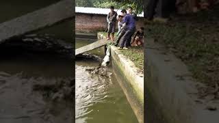 Chinese Alligators farms