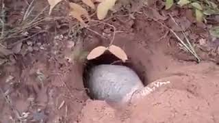 الحيوان النادر حفار القبور  Rare animal grave diggers