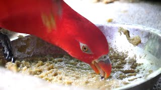 Parrot eating food by its long tongue || tota apni lambi jibh se khana kha raha hai. popat/ mitthu