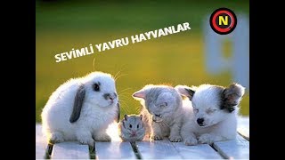 SEVİMLİ YAVRU HAYVANLAR 1