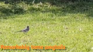 Remarkably tame wagtails