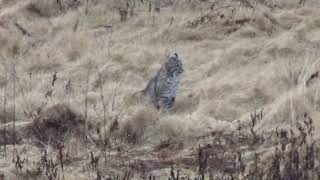 Bobcats In The Back Yard...Central CT.   12/28/2023