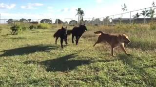 Lobos corriendo cámara lenta