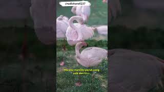 Fakta menarik burung Flamingo@rudichanell237#viralvideo