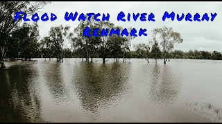 Flood Watch River Murray Renmark South Australia. Plus I hit a Kangaroo near Chowilla Station.