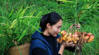 Harvest Wild Ginger from the Nature, Make Ginger Candy and Ginger Milk｜Pastoral Life in Sichuan