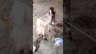 goat#goat #youtubeshorts #youtubevideos #animals #ytshorts #youtube #shorts