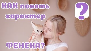 Лисичкин характер. Кому подойдет фенек?