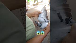 Easy way to feed baby pigeons 😱🥰 || #shorts No pigeons were harmed in the making of this video