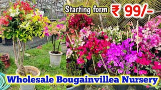 Bougainvillea just rupees 99/- online sale from Kolkata nursery