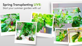 Spring Transplanting LIVE