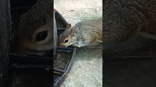 Squirrel Gets A Drink On Hot Day