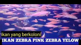 IKAN ZEBRA PINK ZEBRA YELOW IKAN HIAS