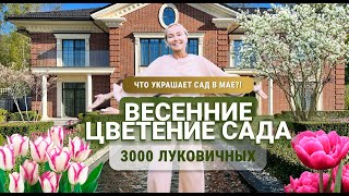 Что украшает сад в мае? Весенние цветение сада. 3000 луковичных.