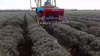 Култиватор за лавандула/Cultivator of lavender, Metalagro, MA115T_Part 1