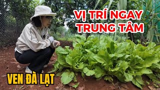 (Đã bán) Nhà vườn ven Đà Lạt| Bán đất cho thầy giáo dạy toán cấp 3, vị trí ngay trung tâm cực đẹp