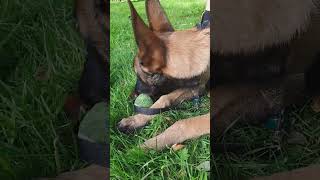 Malinois puppy loving her ball 🥎🐶