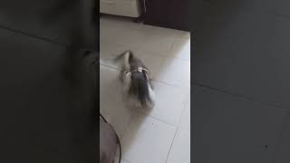 Perrito Shih Tzu DESESPERADO por su Comida ..