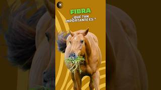 🤩 DESCUBRE la IMPORTANCIA de la FIBRA en la DIETA de tu CABALLO 🌾🐎 #hipismo #horses #horse #caballo