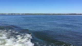 Dolphins feeding at Dauphin Island, AL