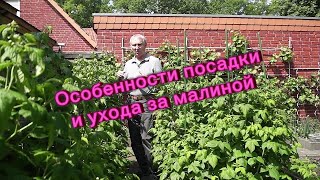 Особенности посадки и ухода за малиной #малина