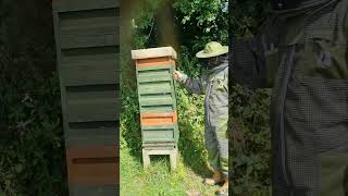 6 Honey Supers a  👀 Monster Beehive - Bees 🐝 working hard Aug 2024 #beelife #beekeeping #shorts