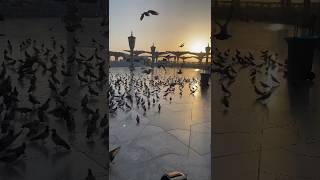 Madina Makkah Status #madina #makkah #youtubeshorts #mecca #shorts