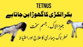 Tetnus in Goats Treatment