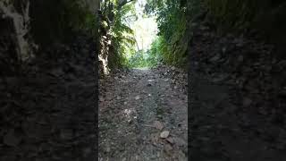 JALAN SENDIRI DI TENGAH HUTAN ANGKER BERHANTU #shots #shorts