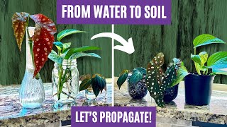 Potting Up Propagations: Moving Houseplant Cuttings from Water to Soil