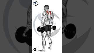 how to Dumbbell Shrug | Trapezius