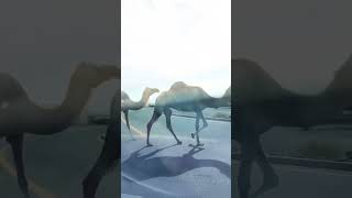 ഒരു ഒട്ടകം റൂട്ട് മാറി വന്നതാ…. #youtubeshorts #goodvibes #travel #family #fun #camel #uae