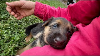 German Shepherd puppies first adventure outside in the front yard.