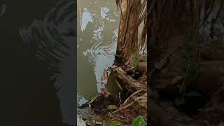 strike || mancing || mancing disungai || #ikanpapuyu#videoshorts #shorts #short