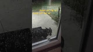 he wasn't happy I would let him in when he wanted in (lol) #dogs #minpins # dobermans