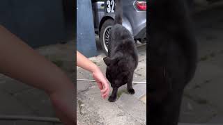 Черный кот #cutecat #cutecats #blackcat #cats #cat #catlover #catshorts #pet #pets #catvideos #cute