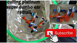 SUPER DUMBO EAR REDTAIL GUPPIES (culling)