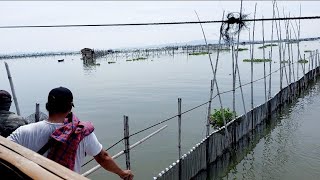 😱 Ganito na pala ang itsura ng mga bangus fish pen/cages sa Laguna Lake | Milkfish Aquaculture